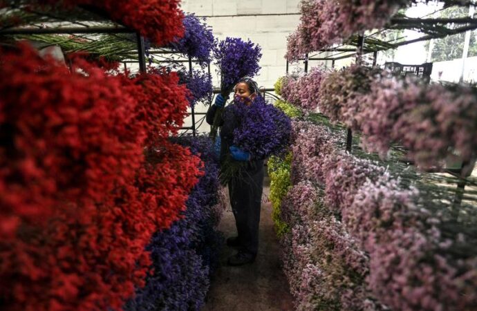 There’s A Good Chance Your Valentine’s Flowers Come From Colombia – NPR Illinois