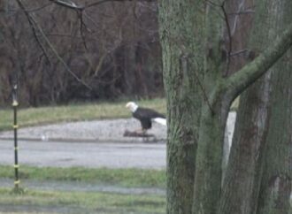 Video: Bald Eagle Visits Watchdogs This Morning –