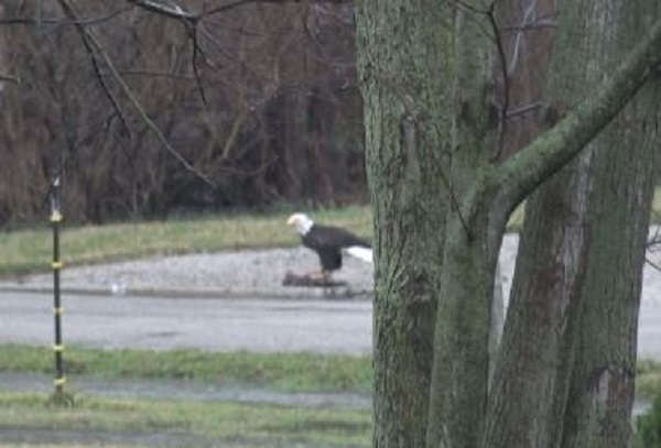 Video: Bald Eagle Visits Watchdogs This Morning –