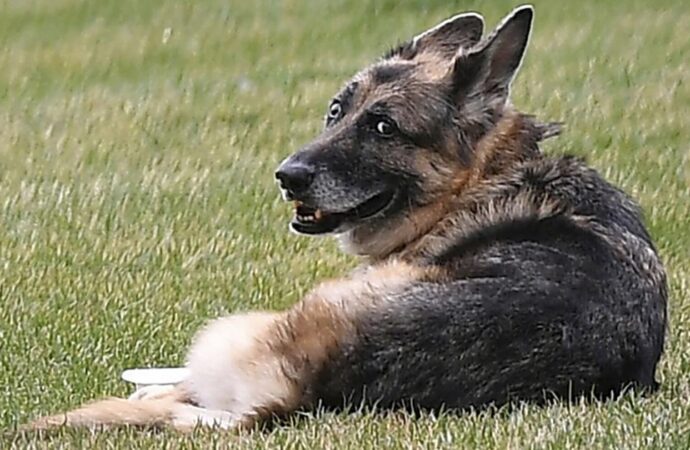 Bidens’ elderly dog ​​Champ has died.German Shepherd was 13 years old | Government and Politics – Illinois News