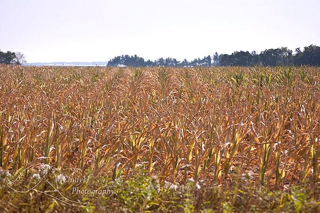 Canadian farmers face canola, wheat crop failure – Illinoisnewstoday.com